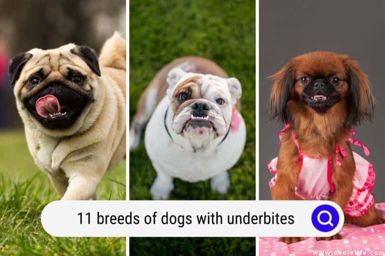 11 Breeds of Dogs With UNDERBITES (+ Photos)