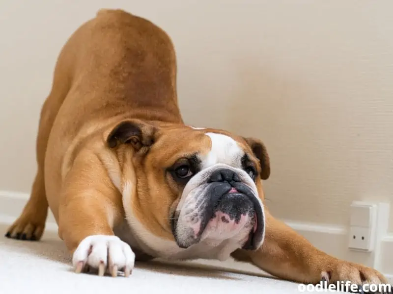 English Bulldog stretches