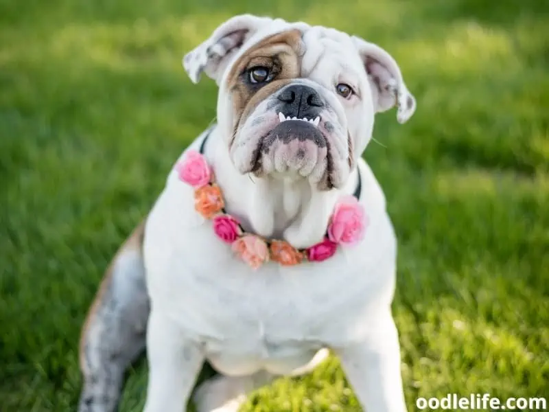 English Bulldog with flowers