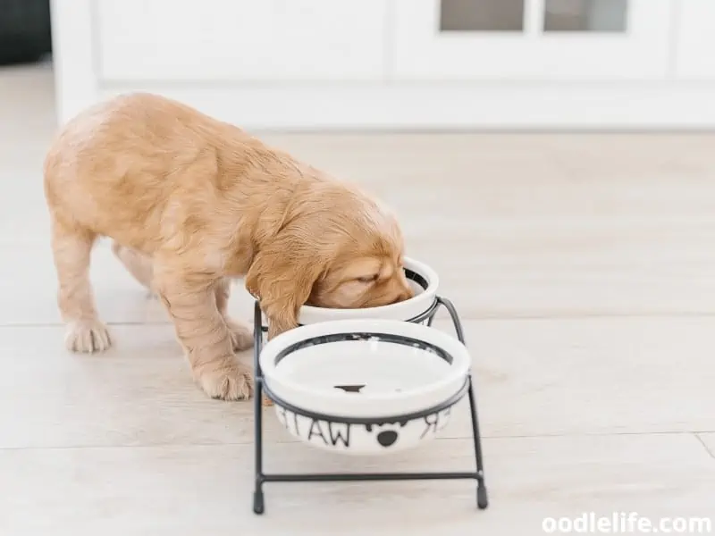 English Cocker Spaniel bowls