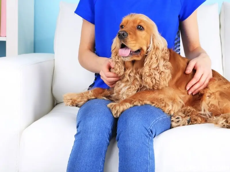 English Cocker Spaniel owner