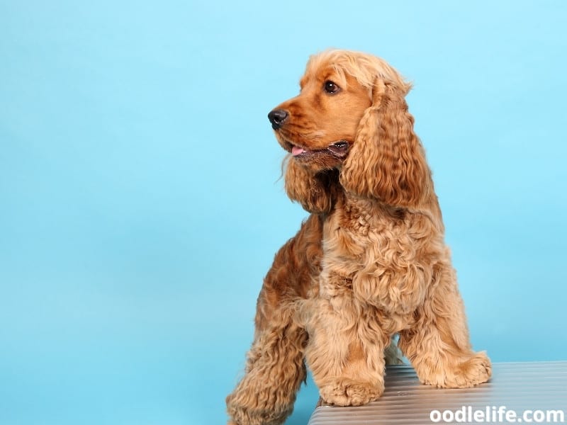 american cocker spaniel shedding a lot