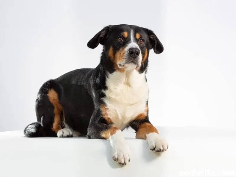 Entlebucher Mountain Dog