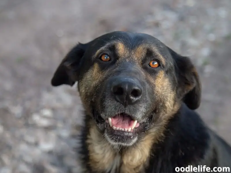 Estrela Mountain dog gazing