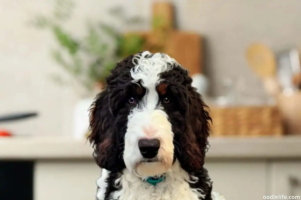 f2 bernedoodle portrait