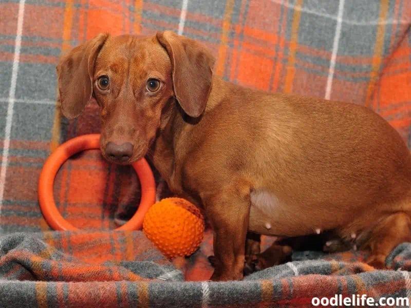 female Dachshund with toys