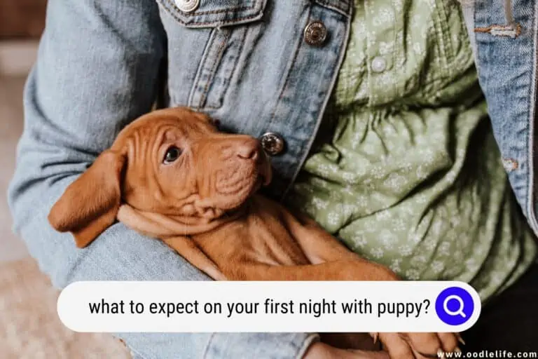 Your First Night With Puppy: What To Expect?