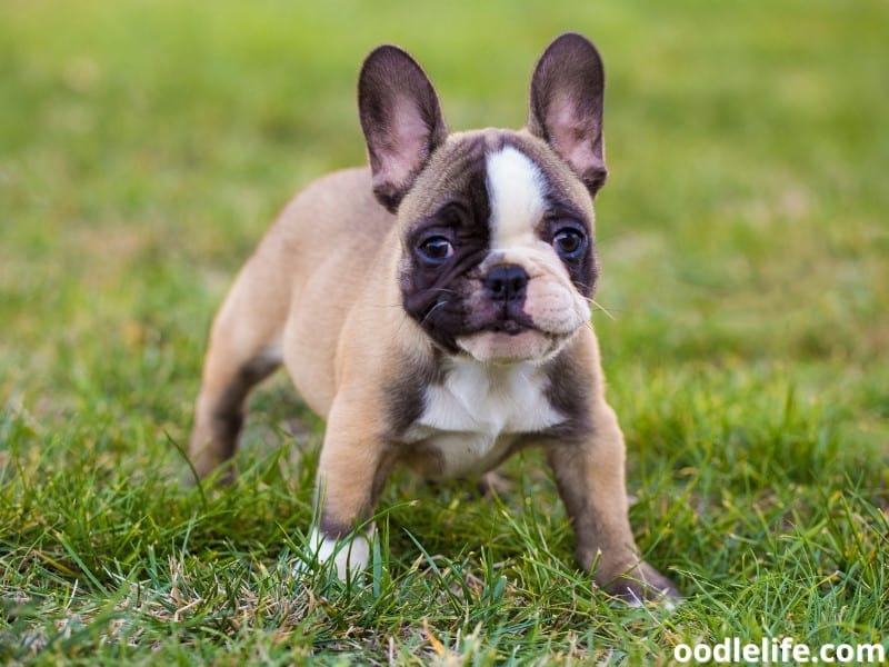 How To Train A French Bulldog To Poop Outside