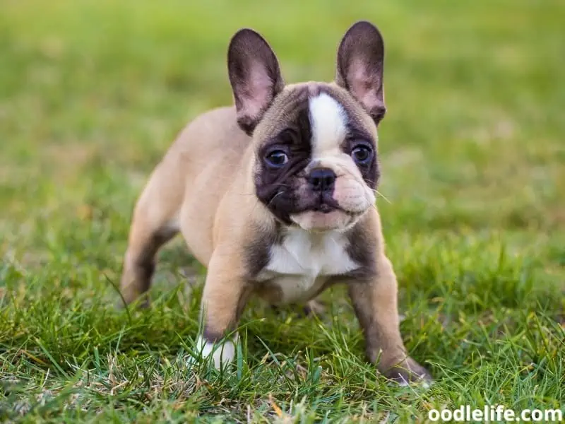 French Bulldog puppy outside