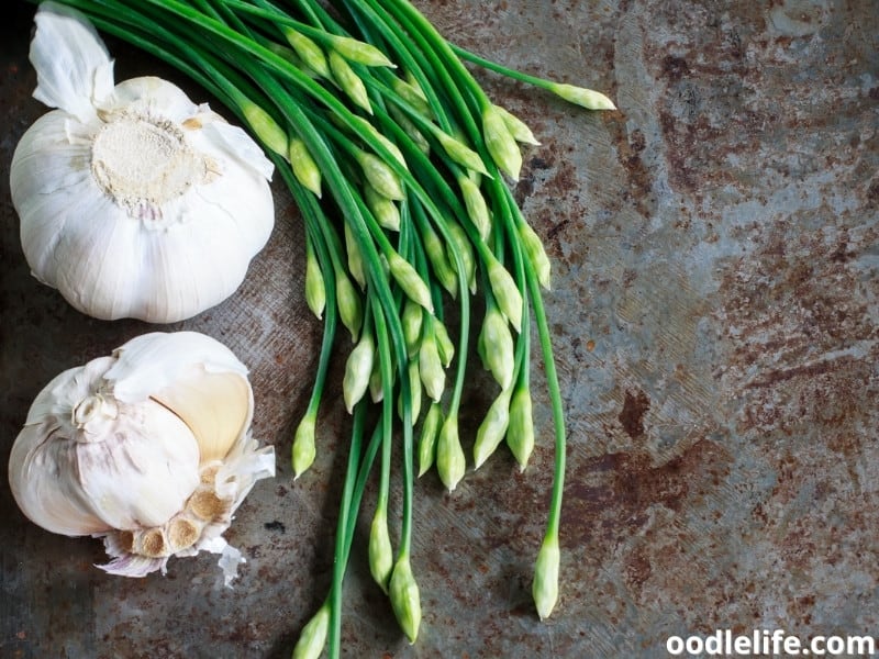 What happens if a dog eats onion? Essential Tips KeepingDog