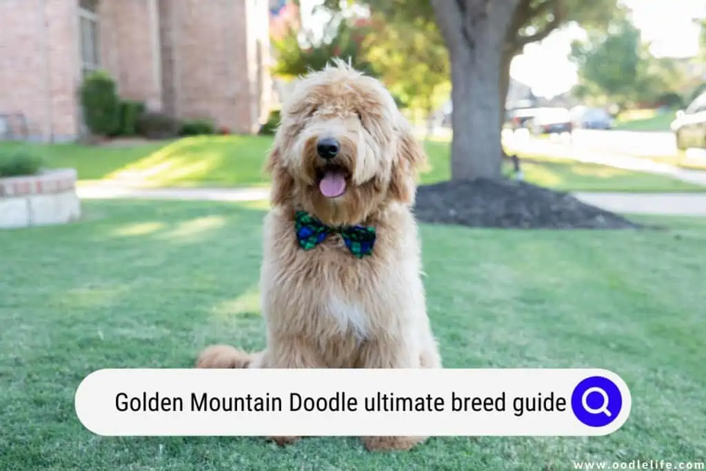 Golden Mountain Doodle