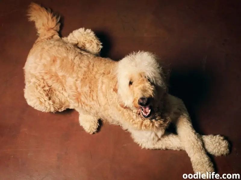 Golden Mountain Doodle dog