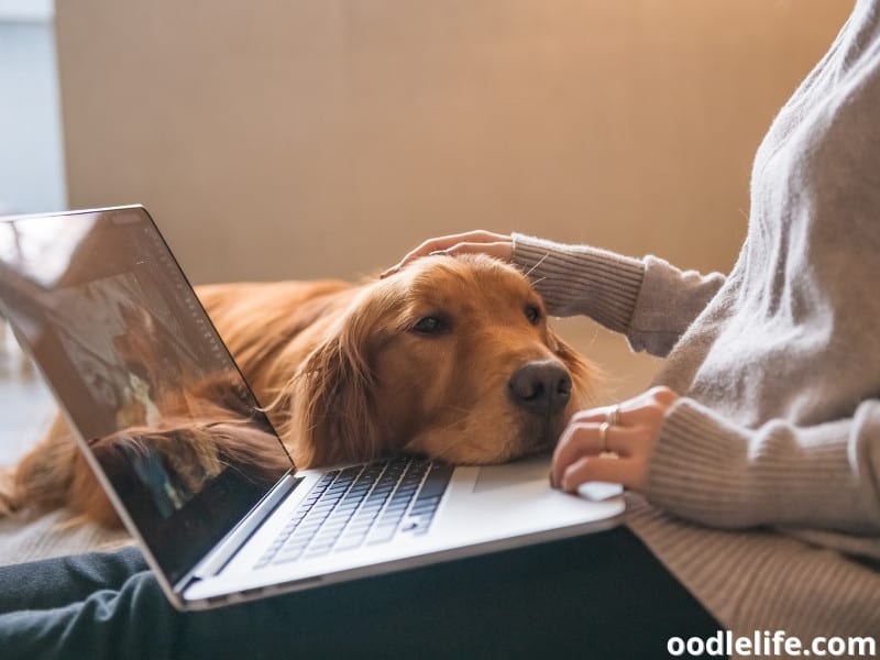 Golden Retriever with owner