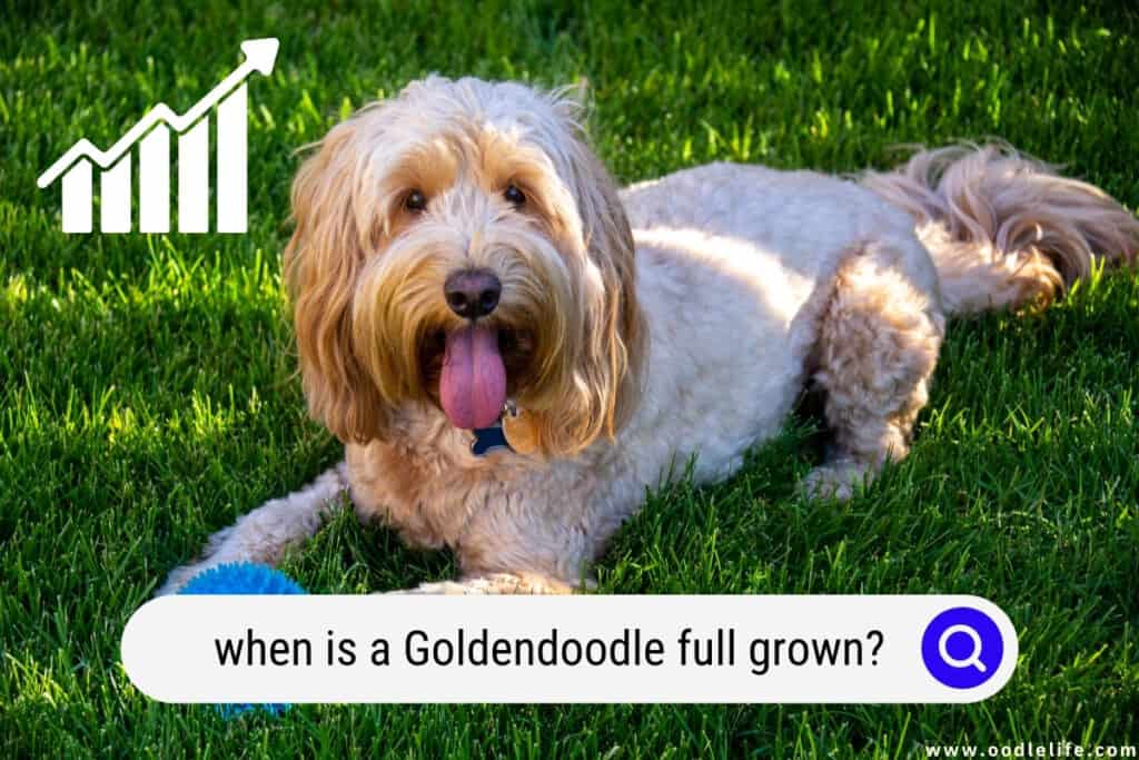 Goldendoodle full grown