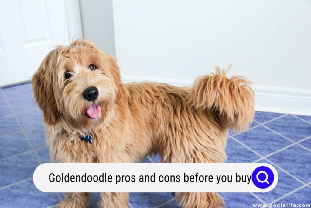 Goldendoodle pros and cons