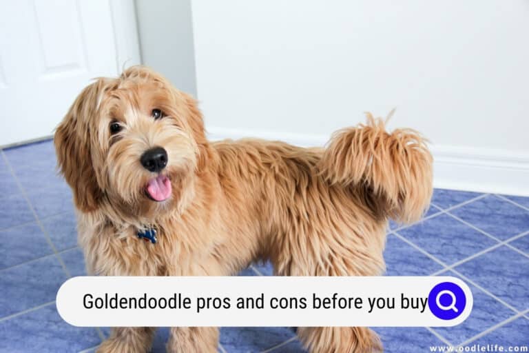 Goldendoodle Pros and Cons (Before You Buy)
