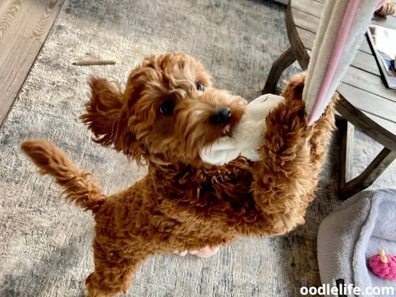 Goldendoodle pulls towel