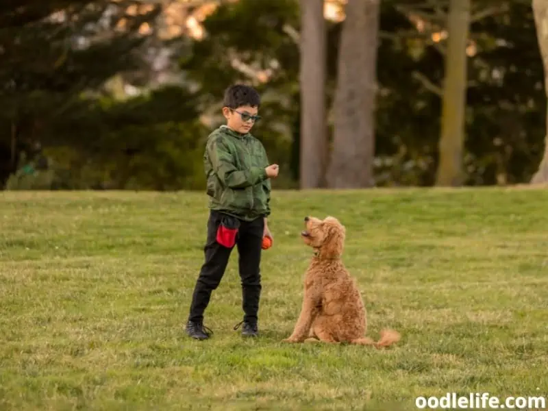 Goldendoodle training