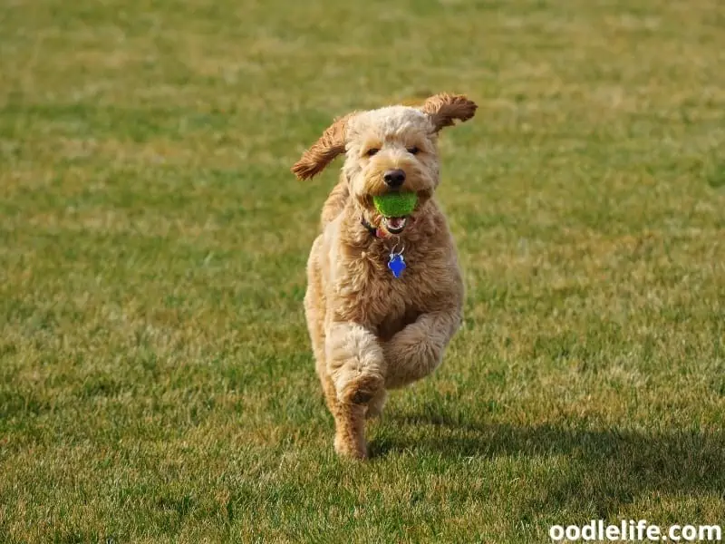 Goldendoodle with a ball