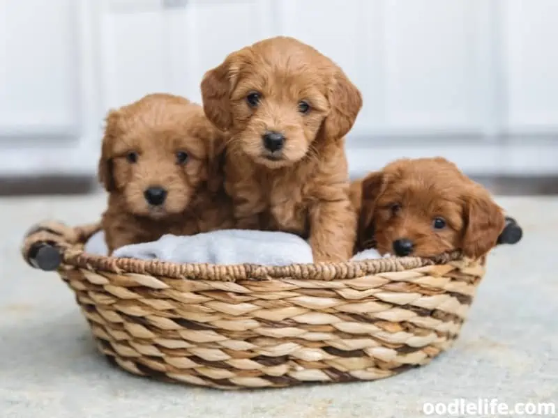 Goldendoodles in a basket