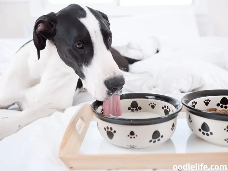 Great Dane dog bowls