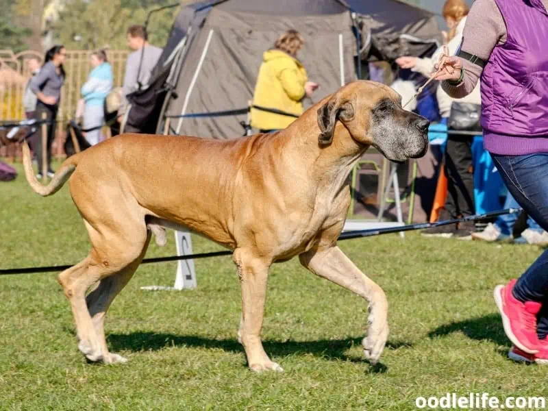Great Dane dog show
