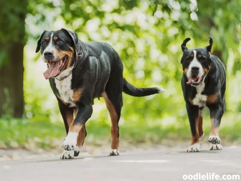 Greater Swiss Mountain Dog