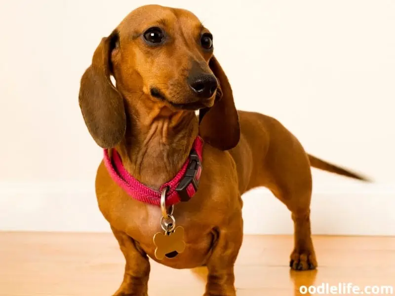 happy Dachshund