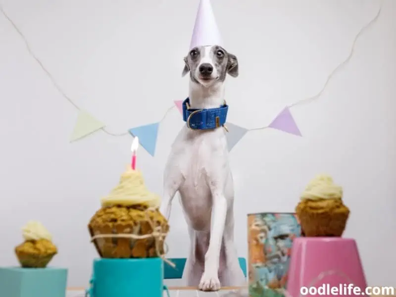 happy dog birthday photo