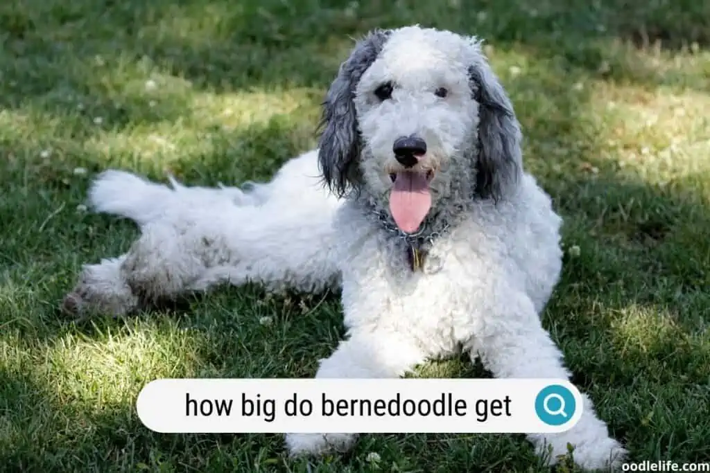 how big do bernedoodles get