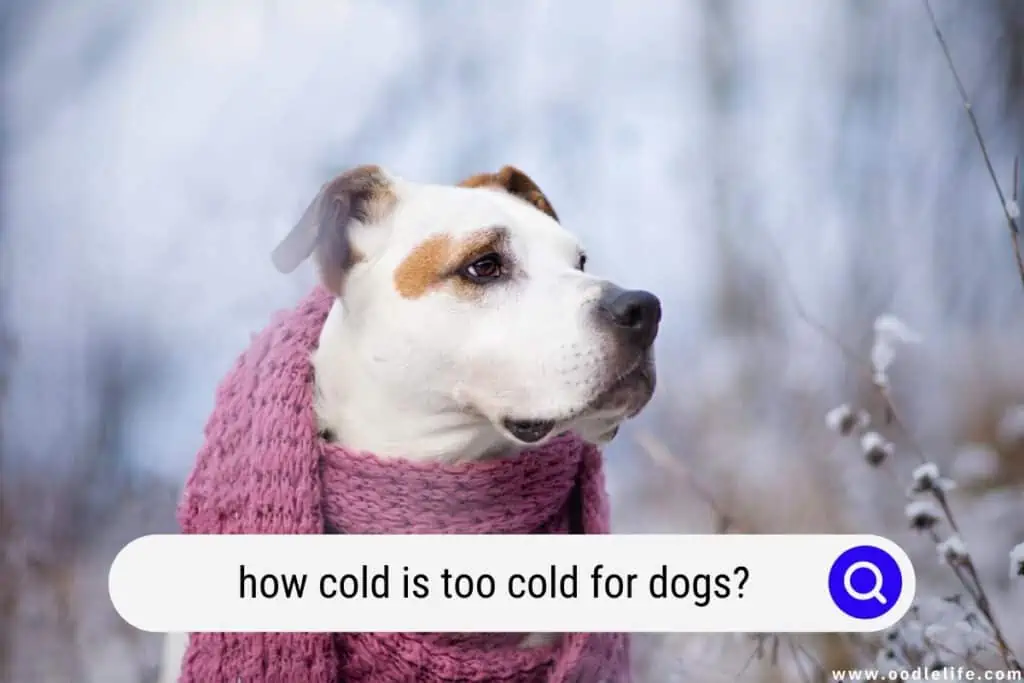 how cold is too cold for dogs