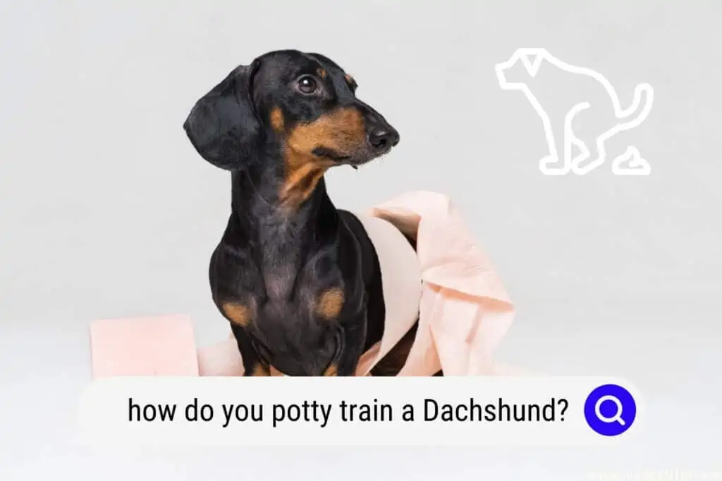 how do you potty train a Dachshund