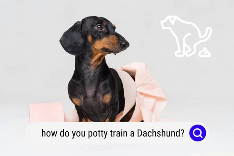 How Do You Potty Train a Dachshund?