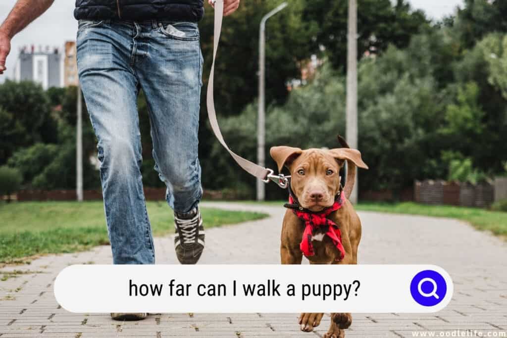 how far can I walk a puppy