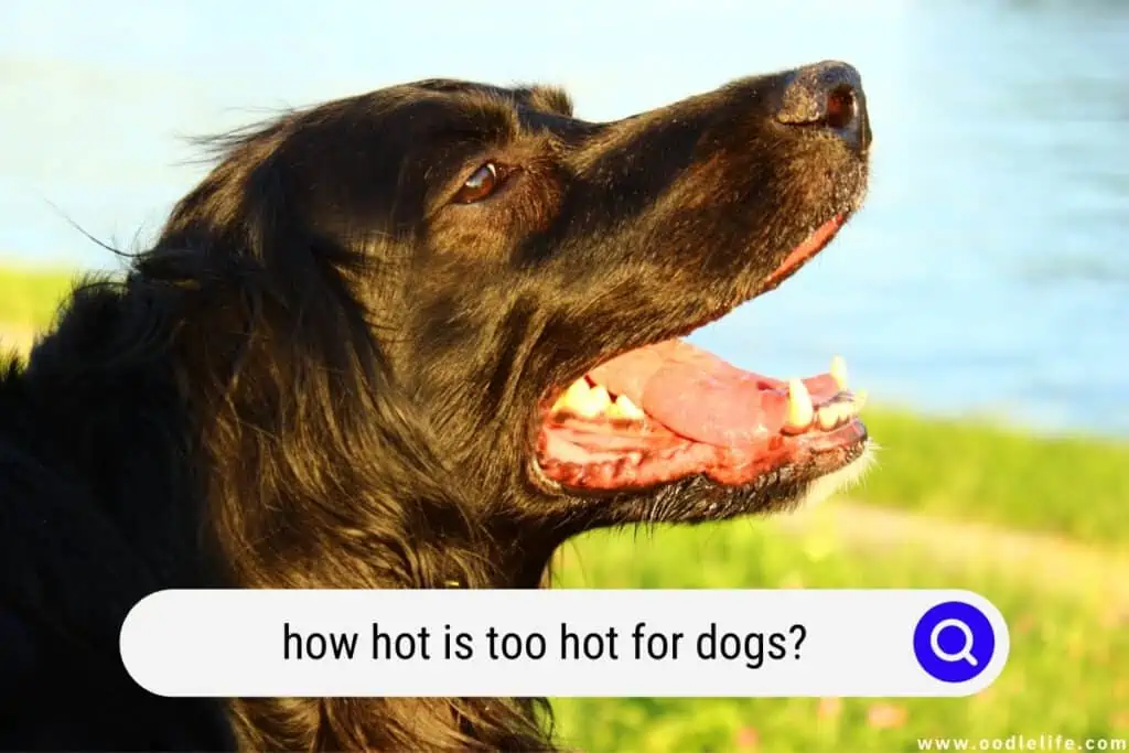 how hot is too hot for dogs