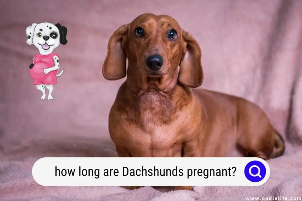 how long are Dachshunds pregnant