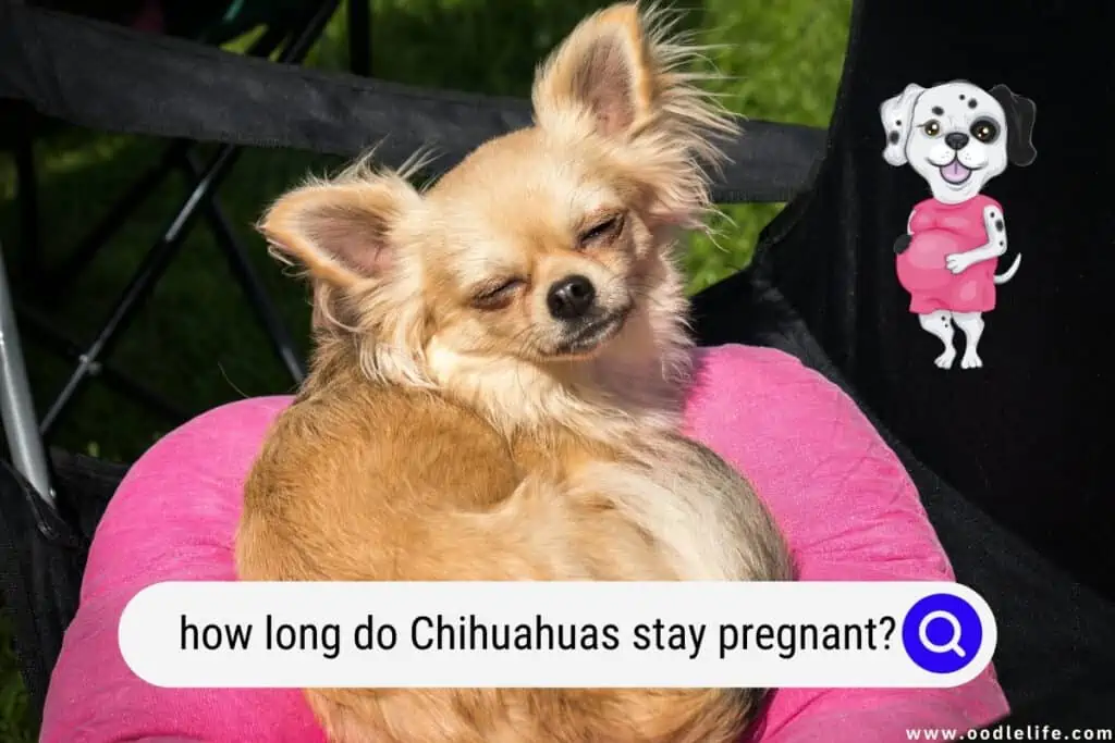 how long do Chihuahuas stay pregnant