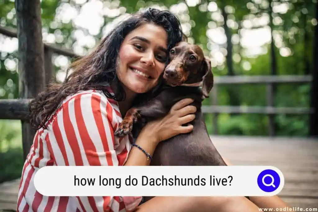 how long do Dachshunds live