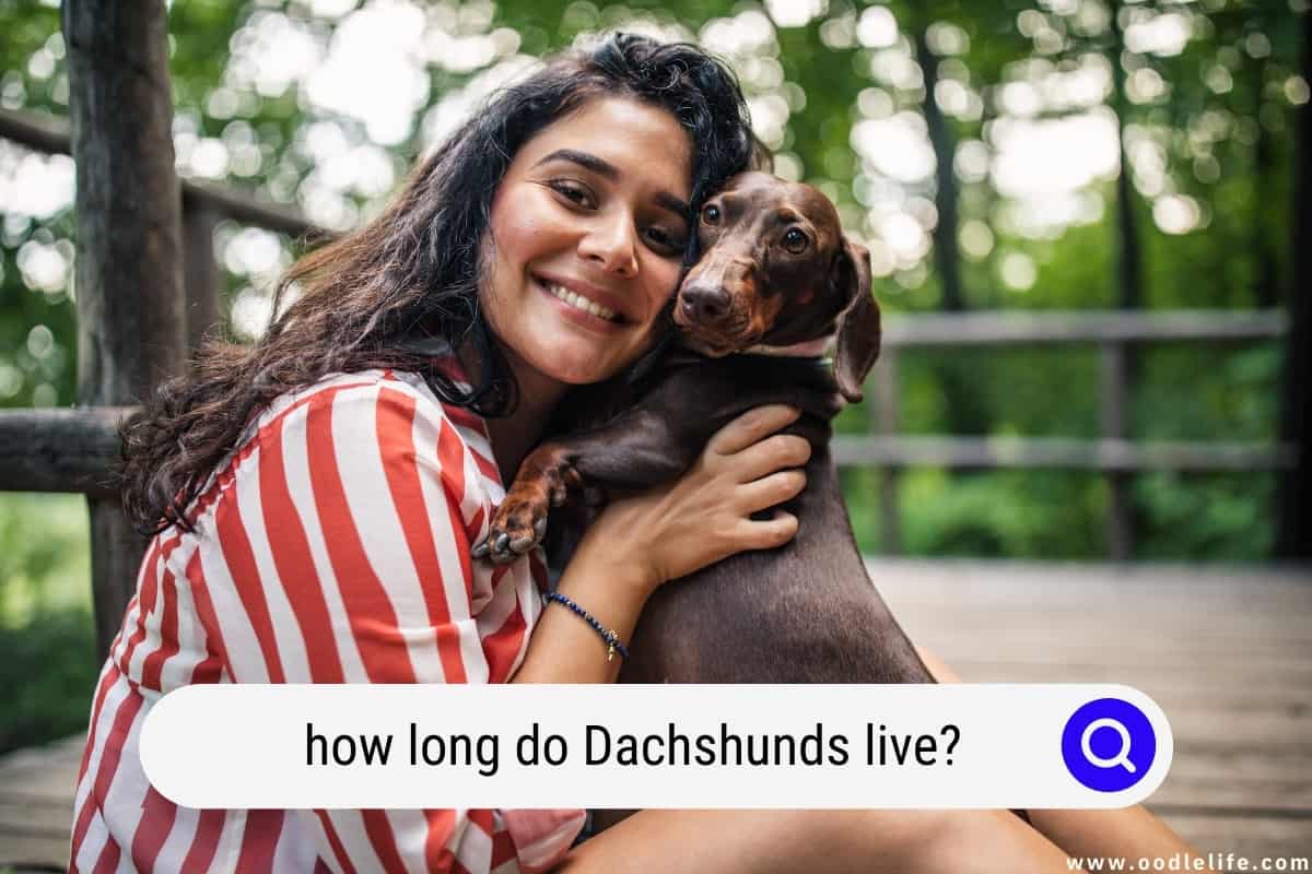 How Long Do Dachshunds Live? (Dachshund Lifespan) OodleLife®