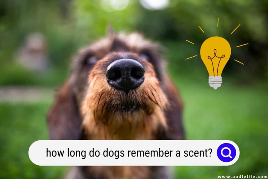 how long do dogs remember a scent