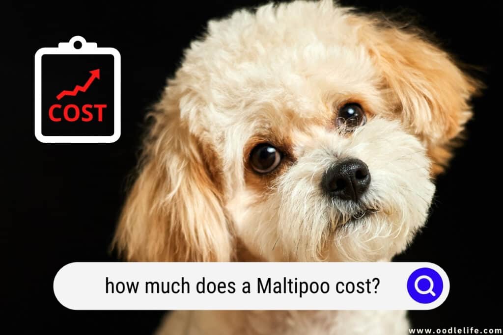 how much does a Maltipoo cost