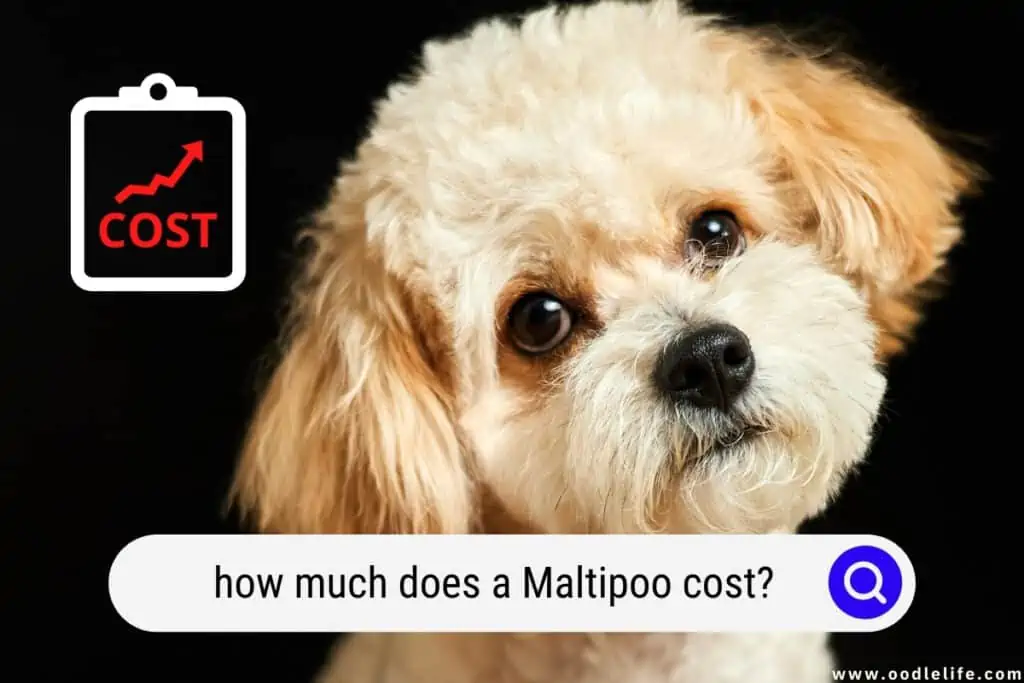 Maltipoo pret sales