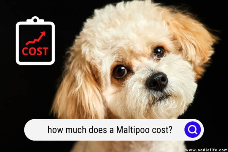 How Much Does A Maltipoo Cost? (2022 Maltipoo Prices)
