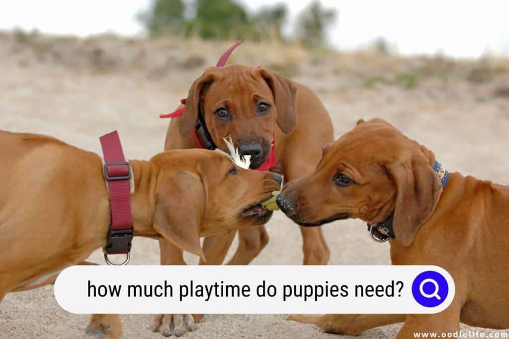 how much playtime do puppies need