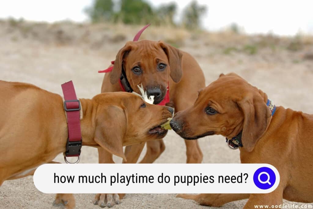 How Much Playtime Do Puppies Need? Oodle Life