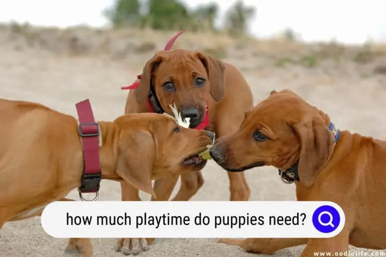 How Much Playtime Do Puppies Need?