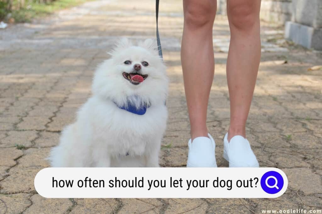 how often should you let your dog out
