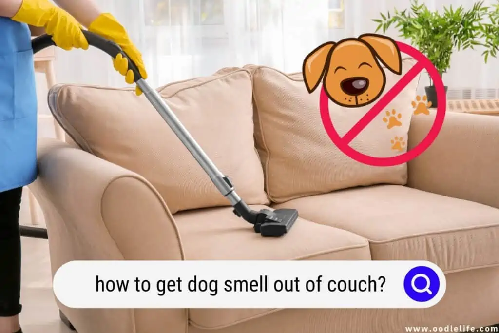 how to get dog smell out of couch