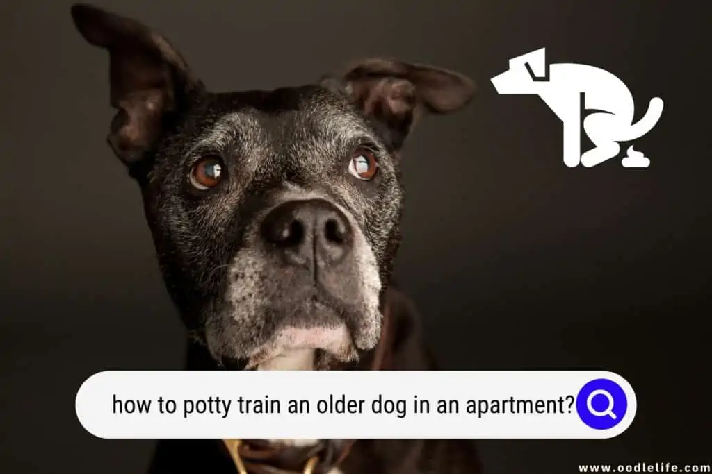 how to potty train an older dog in an apartment