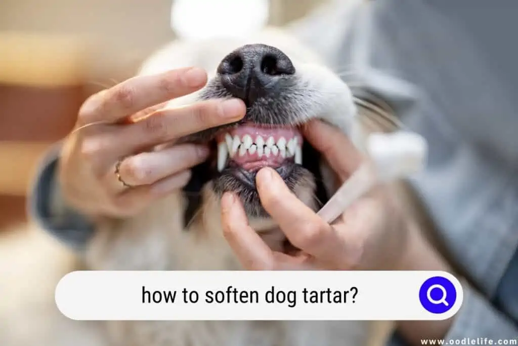 how to soften dog tartar